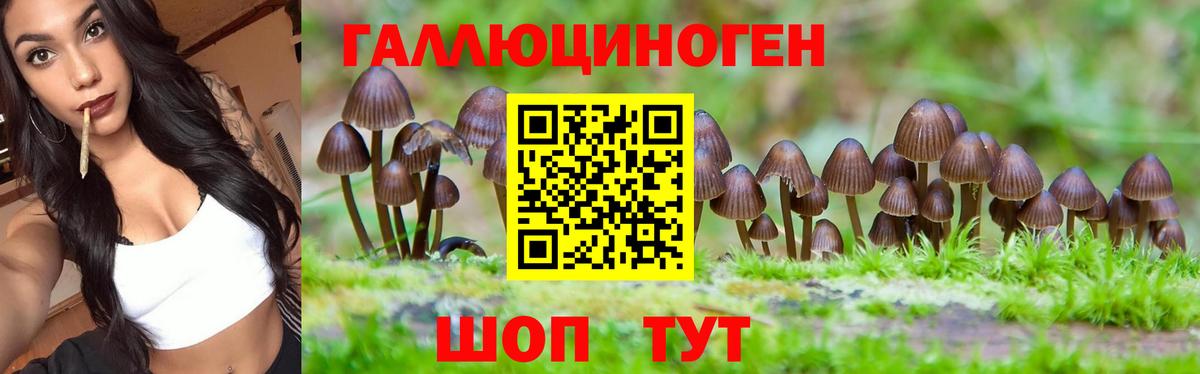Псилоцибиновые грибы GOLDEN TEACHER Курчатов